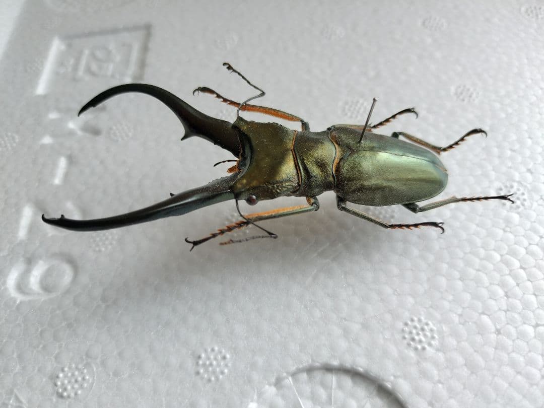 特大モンギローニホソアカクワガタ標本（超貴重）