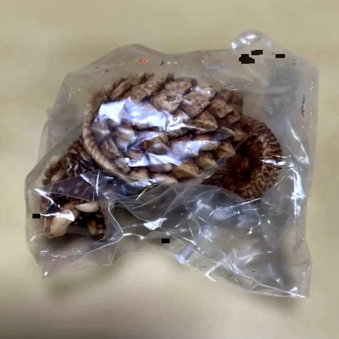 怪獣根付「ガメラ」