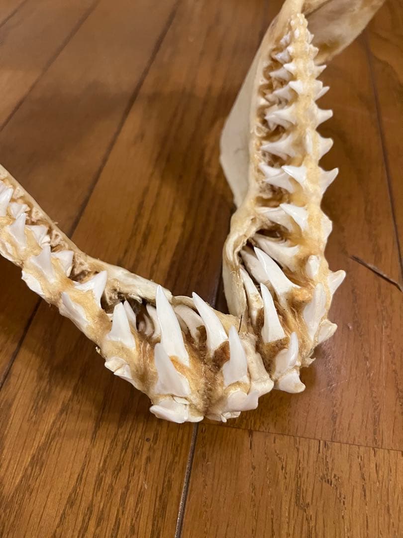 アオザメ　標本