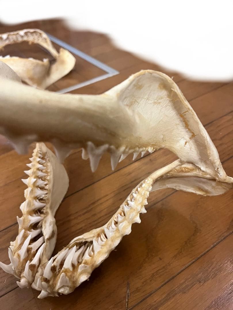 アオザメ　標本