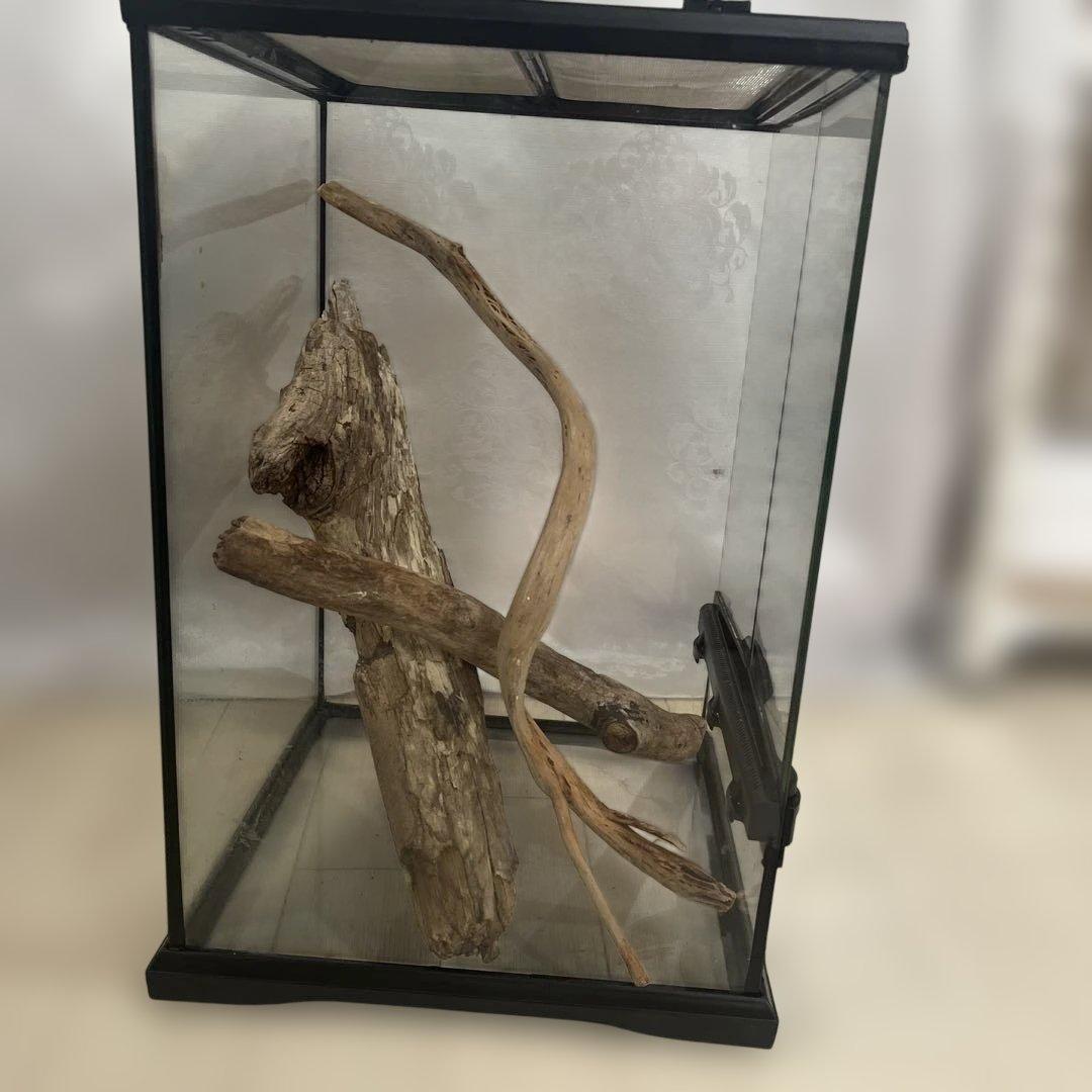 エキゾテラ　グラステラリウム　3045 流木付き