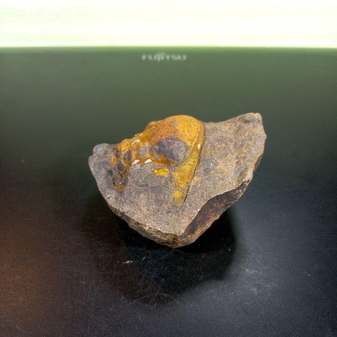 三葉虫　化石　fossil　ボリビア　trilobite　海生動物　三葉虫識別➁