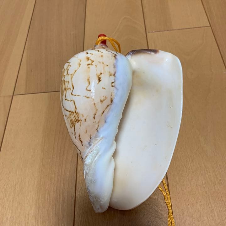 貝の笛16センチ