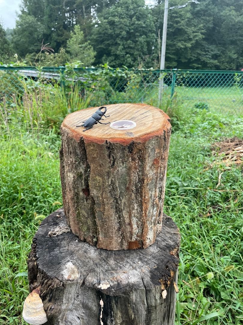 クワリウム　特大サイズ　シェルター　登り木　エサ台