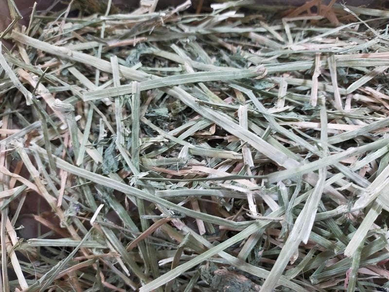 【5/31まで】 カナダ産 チモシー 50kg スーパープレミアム １番刈り