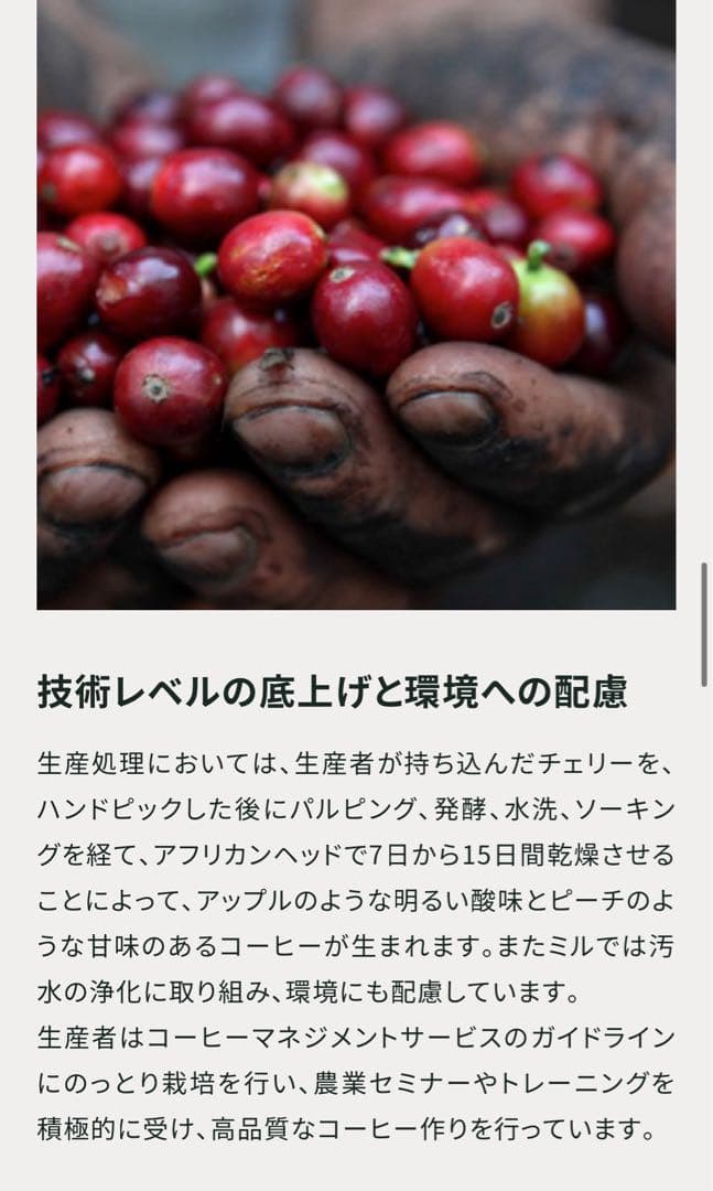 コーヒー生豆　ケニアピーベリー★ハンドピック済み後の3kg