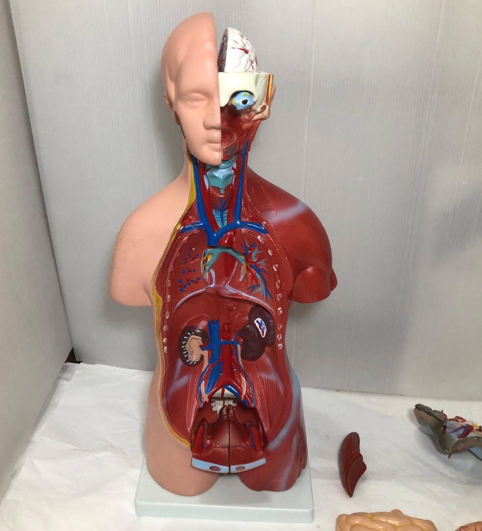 人体模型　解剖