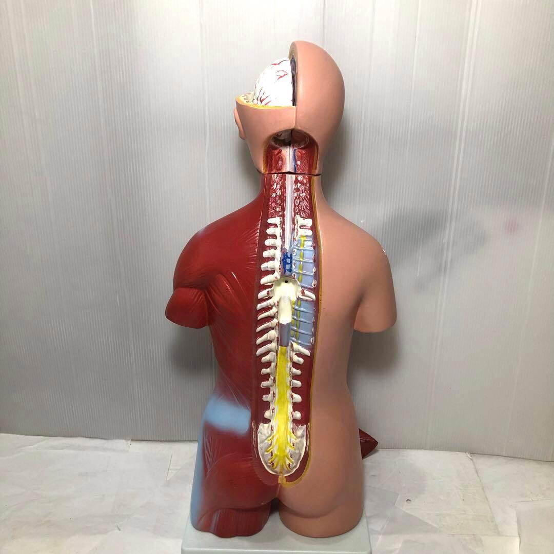 人体模型　解剖