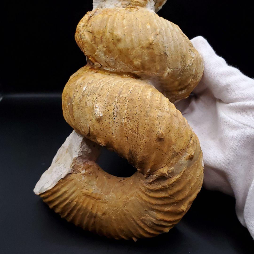 希少 異常巻き アンモナイト 化石 本物 フランス産 250mm fr34