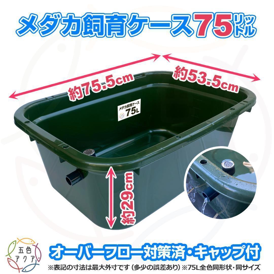 メダカ飼育ケース 75㍑x3個 黒・深緑あり オーバーフロー 金魚飼育容器 越冬