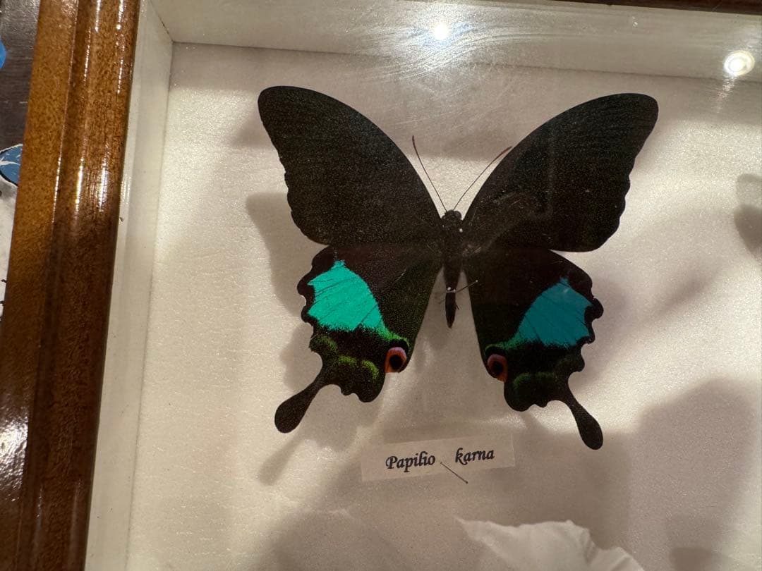 蝶の標本 多種類セット