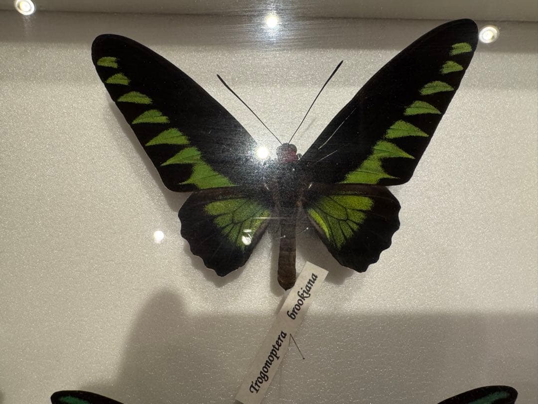 蝶の標本 多種類セット