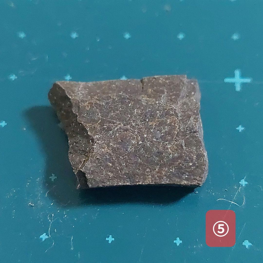 【未使用】カナダ　アルバータ州　恐竜　骨　化石　ティラノサウルス