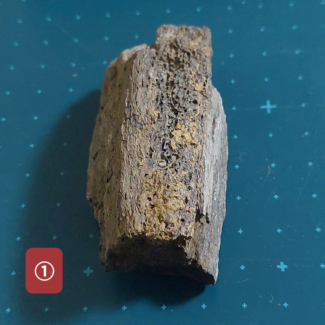 【未使用】カナダ　アルバータ州　恐竜　骨　化石　ティラノサウルス