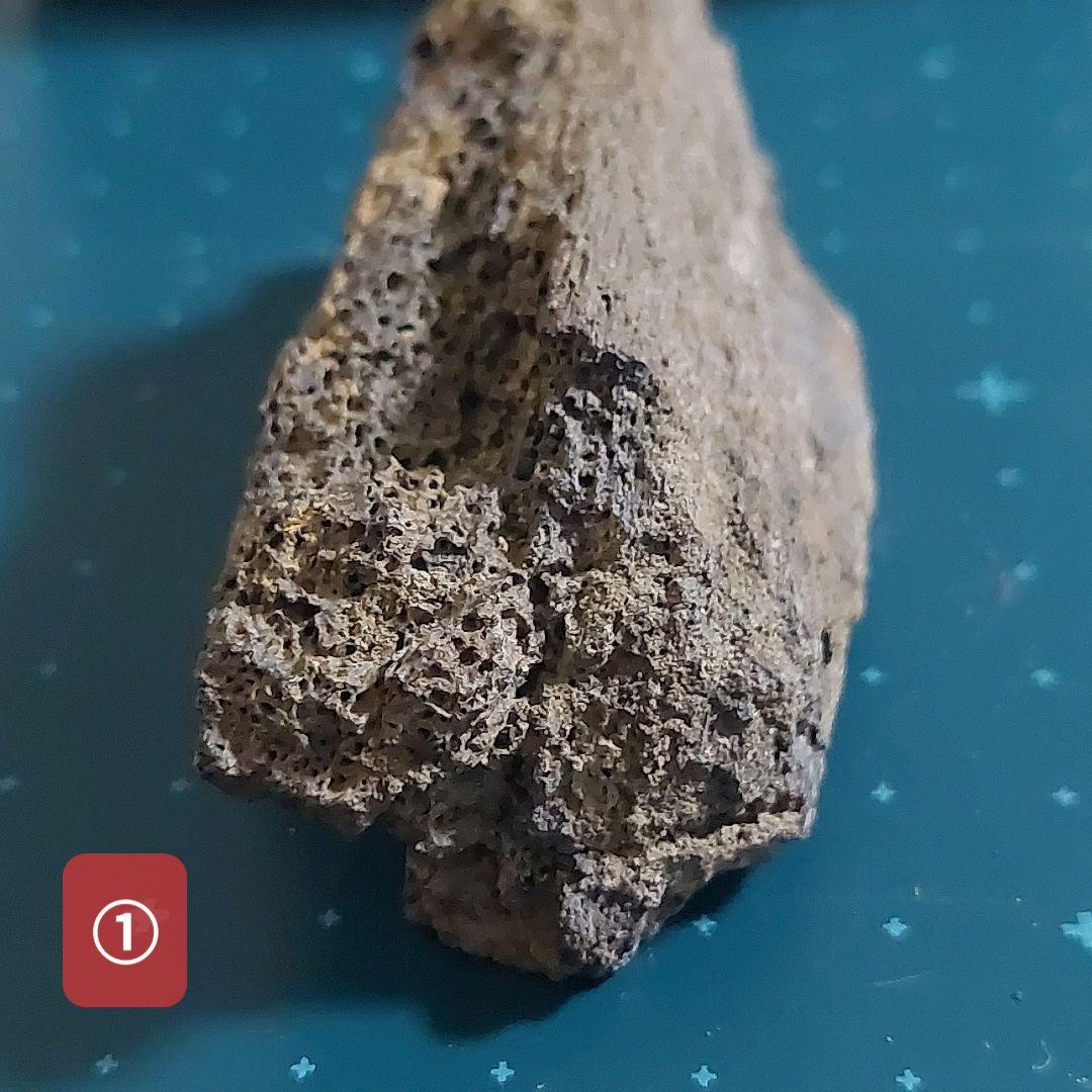 【未使用】カナダ　アルバータ州　恐竜　骨　化石　ティラノサウルス