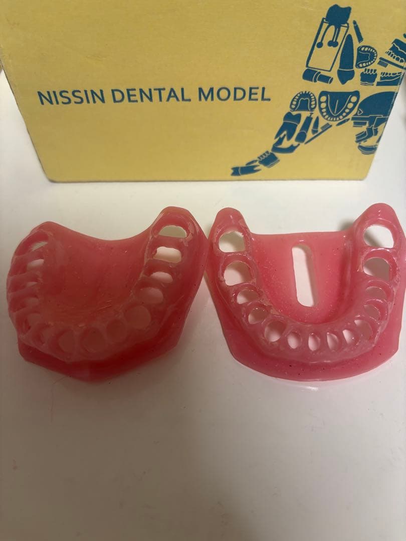 NISSIN 歯科模型 P15D-500R90-5841
