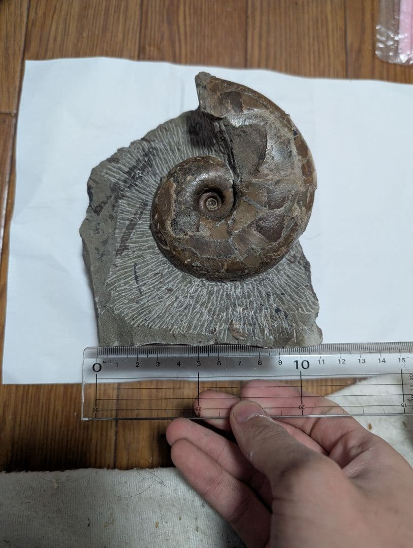 アンモナイト化石 約10cm