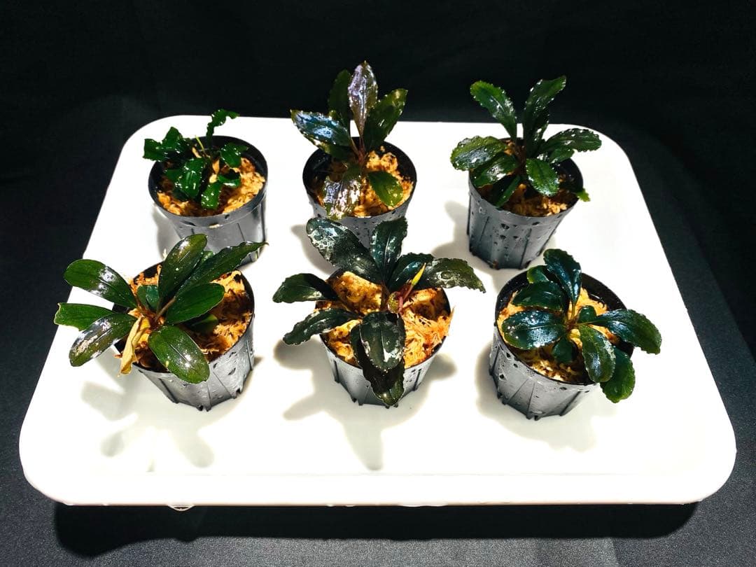 k.z.k【ハイクラス】ブセファランドラセット