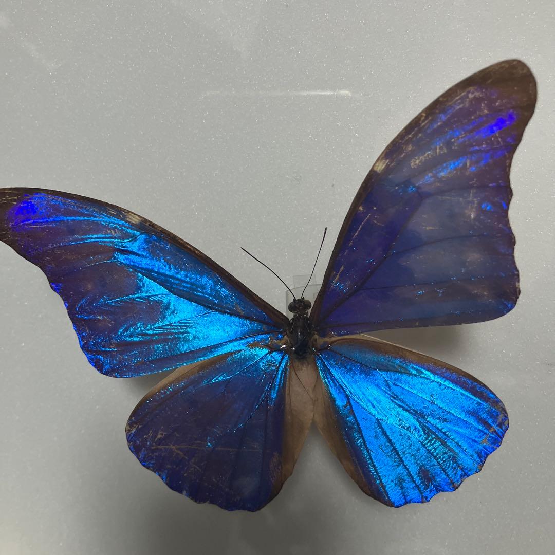 モルフォドイツ箱