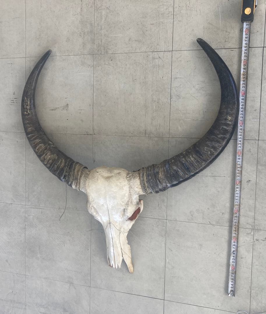 バッファロースカル　特大　壁飾り　オブジェ　アンティーク