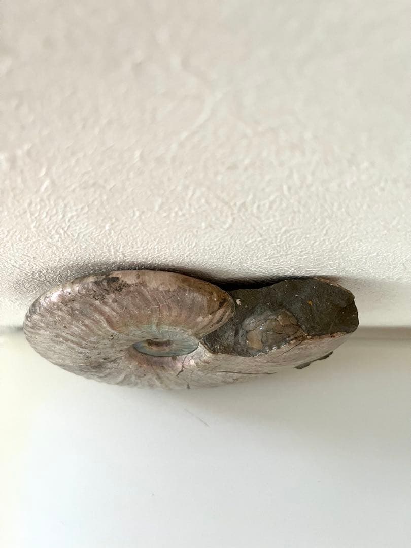 虹入りアンモナイト化石　大きめサイズ13.5cm アンモライト