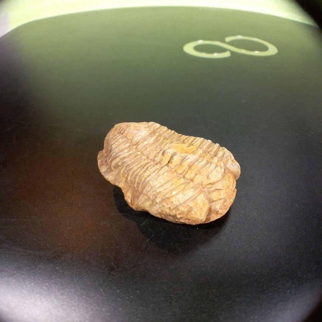 三葉虫　化石　fossil　海　ボリビア産　trilobite　海生動物網⑤
