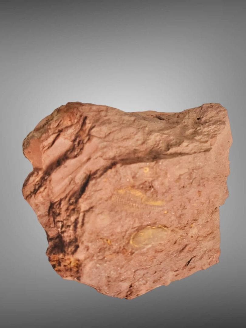 コレクション放出 Virgulaxonia elegans 中国雲南省 化石