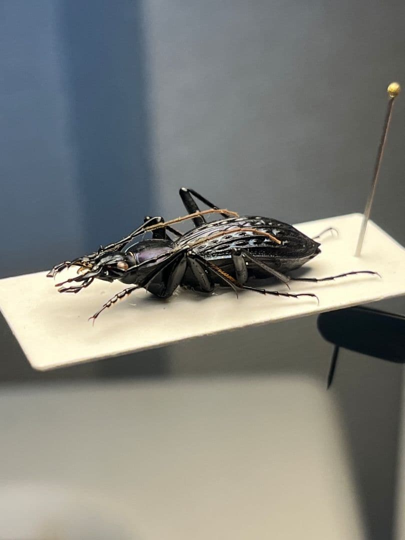 【中国保護種】トルゴエトゲオサムシ 標本 チレンシスオサムシ マイマイカブリ