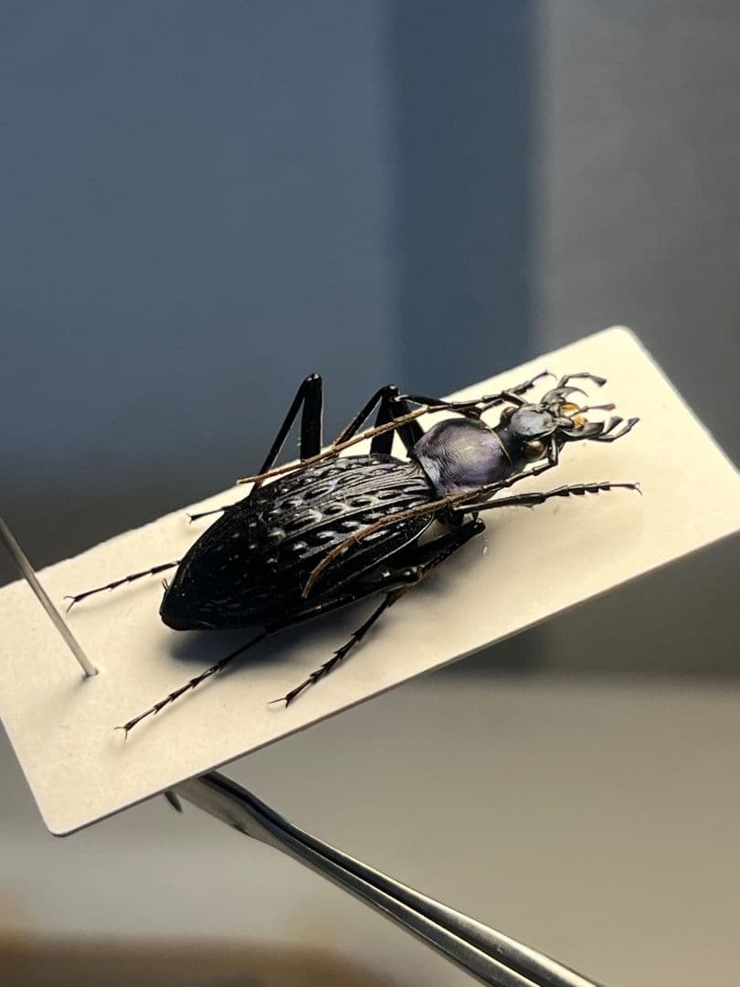 【中国保護種】トルゴエトゲオサムシ 標本 チレンシスオサムシ マイマイカブリ