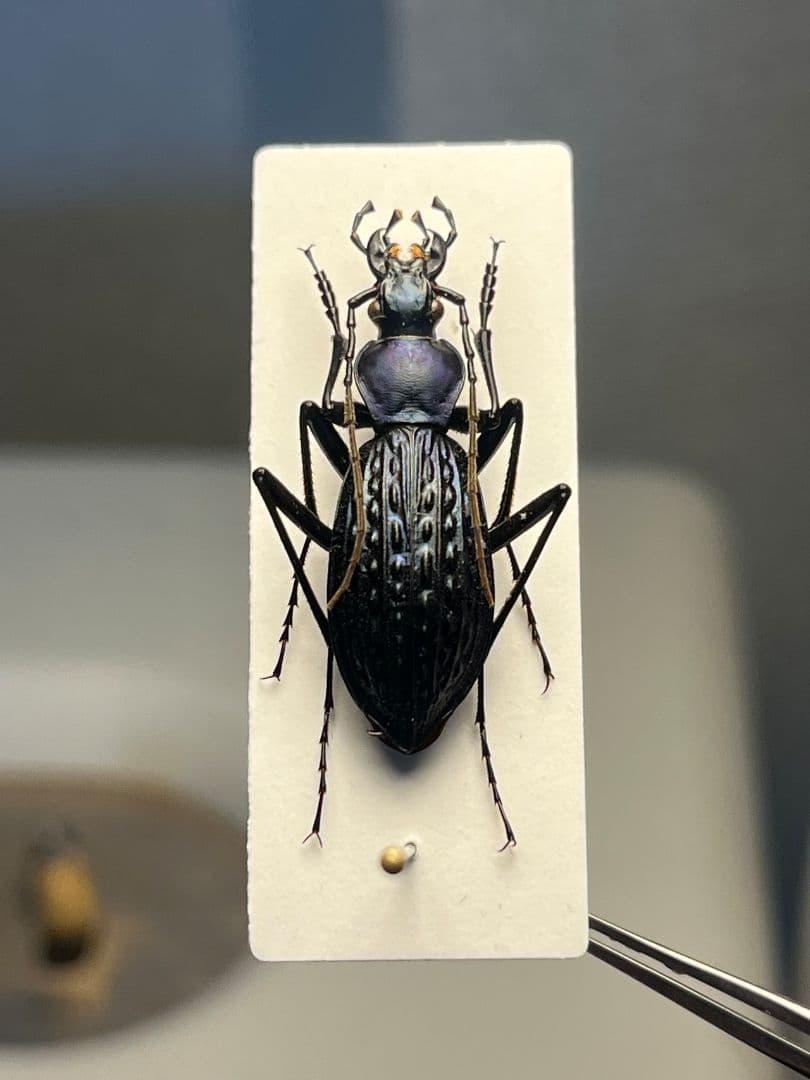 【中国保護種】トルゴエトゲオサムシ 標本 チレンシスオサムシ マイマイカブリ