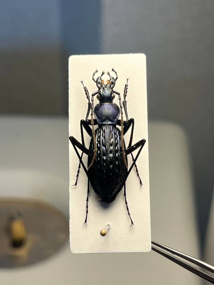 【中国保護種】トルゴエトゲオサムシ 標本 チレンシスオサムシ マイマイカブリ