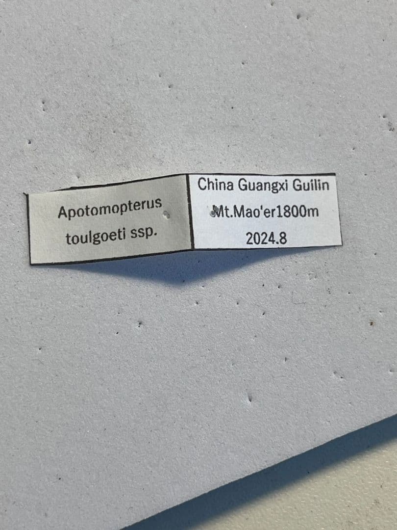 【中国保護種】トルゴエトゲオサムシ 標本 チレンシスオサムシ マイマイカブリ