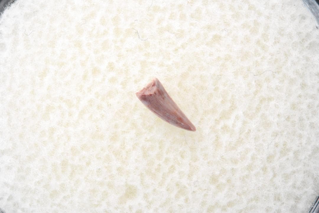 化石 コエロフィシス 歯 [DS394] 恐竜 希少 レア