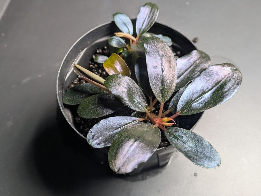 水草 JJJJJ Bucephalandra.immortal darkness