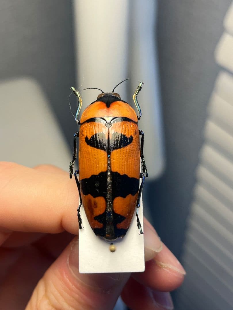 【35mm】クロモンベニオウサマムカシタマムシ Calodema標本 スハンダエ