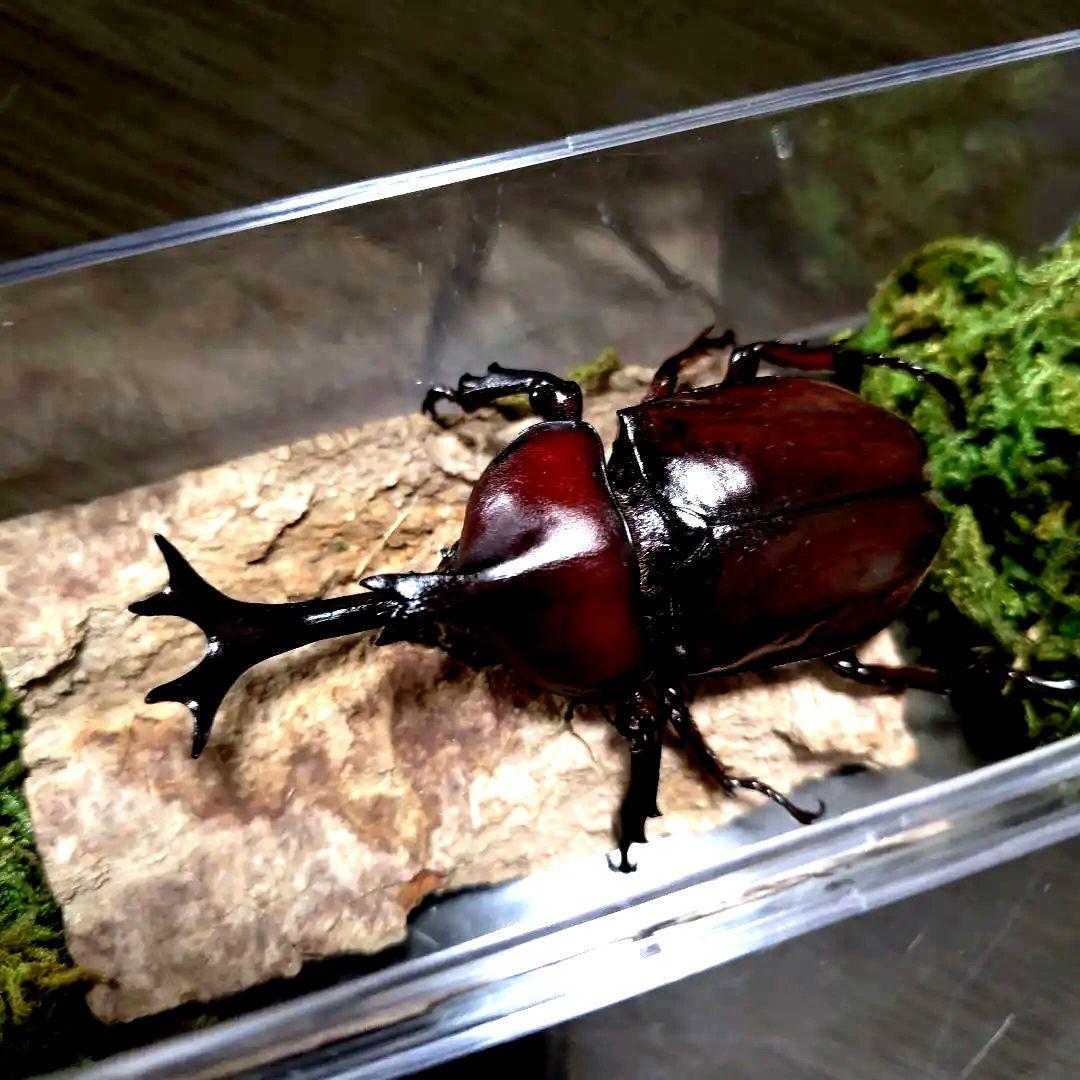 野生82mm頭角19.4mm胸角幅6mmぐらい美しいレッド赤超特大カブトムシ標本
