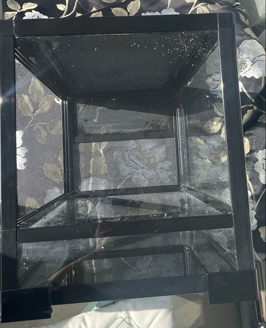 三晃商会 レプティワイルド パンテオン ブラック　6035 引取り限定