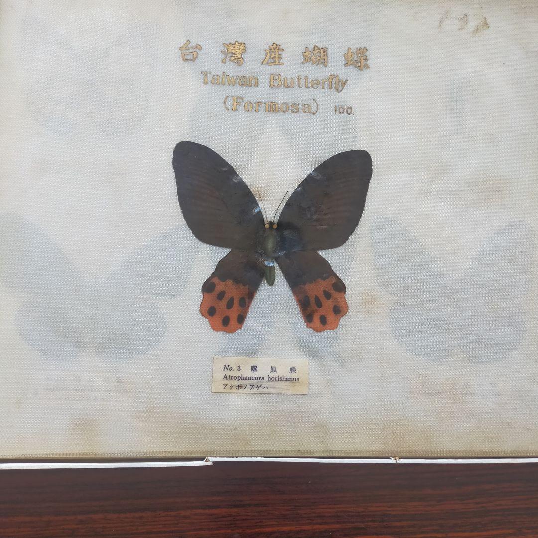 台湾産蝶類 標本 No. 100　101枚　中国