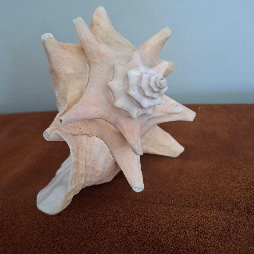 クイーンコンクシェル　巻き貝　カリブ海　有機質宝石の元　コンク貝