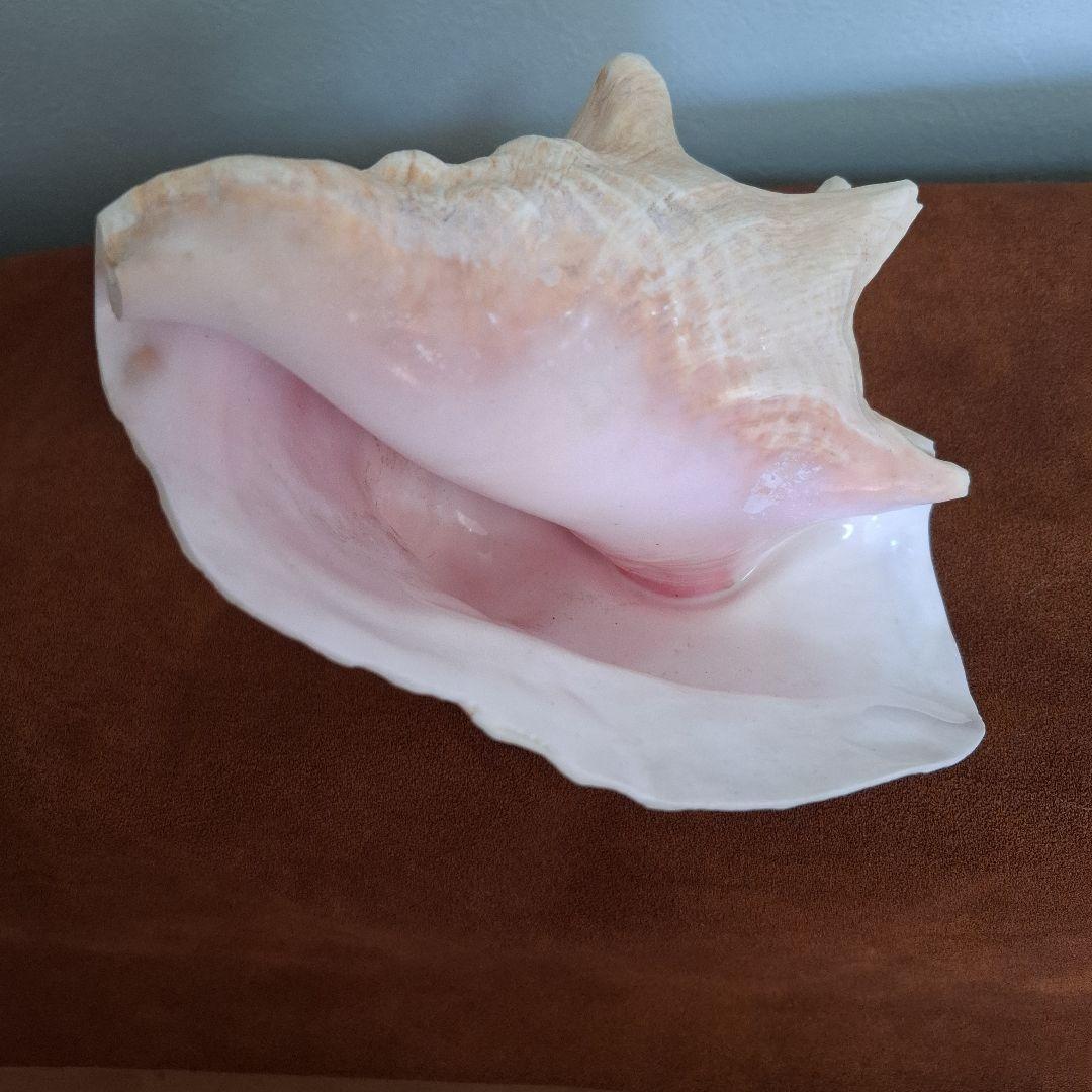 クイーンコンクシェル　巻き貝　カリブ海　有機質宝石の元　コンク貝