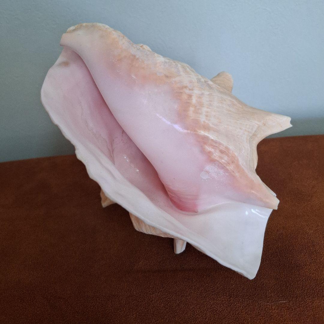 クイーンコンクシェル　巻き貝　カリブ海　有機質宝石の元　コンク貝