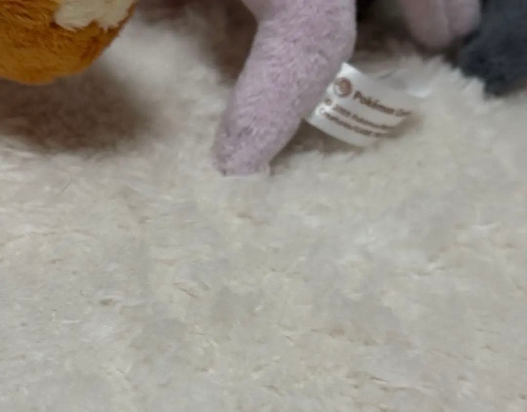 希少 ポケモン キャンバス イーブイ ブラッキー エーフィ セット 2009