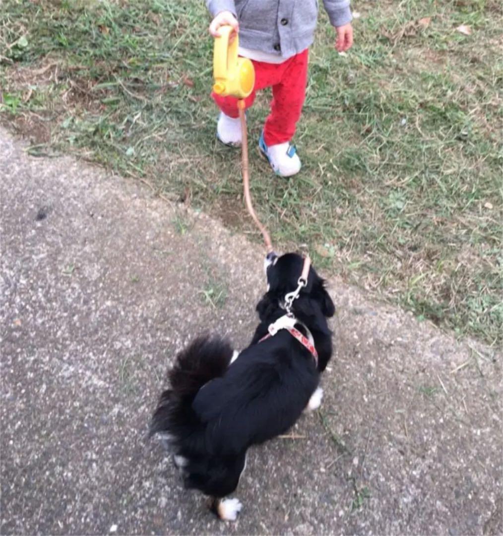 思い出のハーネスとリード　ハーネス　リード