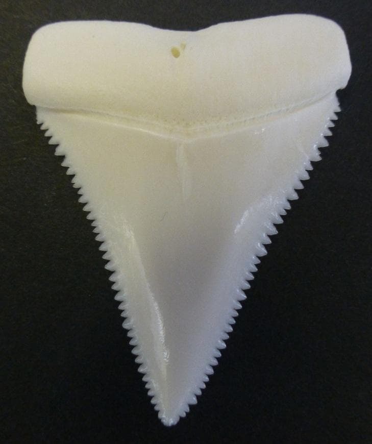 ホホジロザメ（Carcharodon carcharias）の歯 45.4ｍｍ