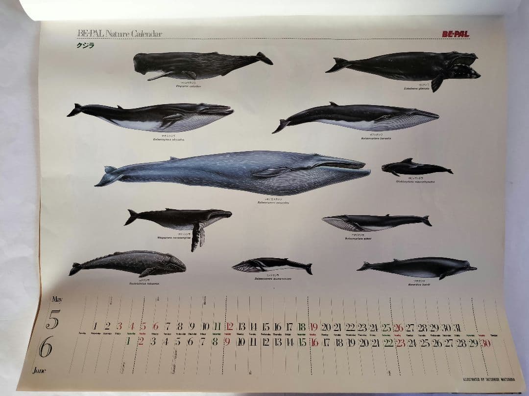 BE-PAL ビーパル カレンダー 新品未使用 1991年動物編　ヴィンテージ