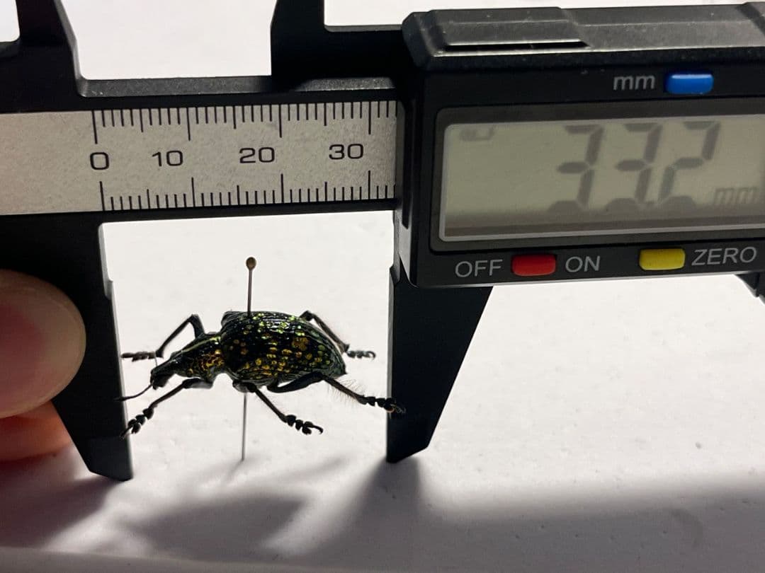 Entimus sp.ホウセキゾウムシホウセキヒメカタゾウムシ昆虫標本