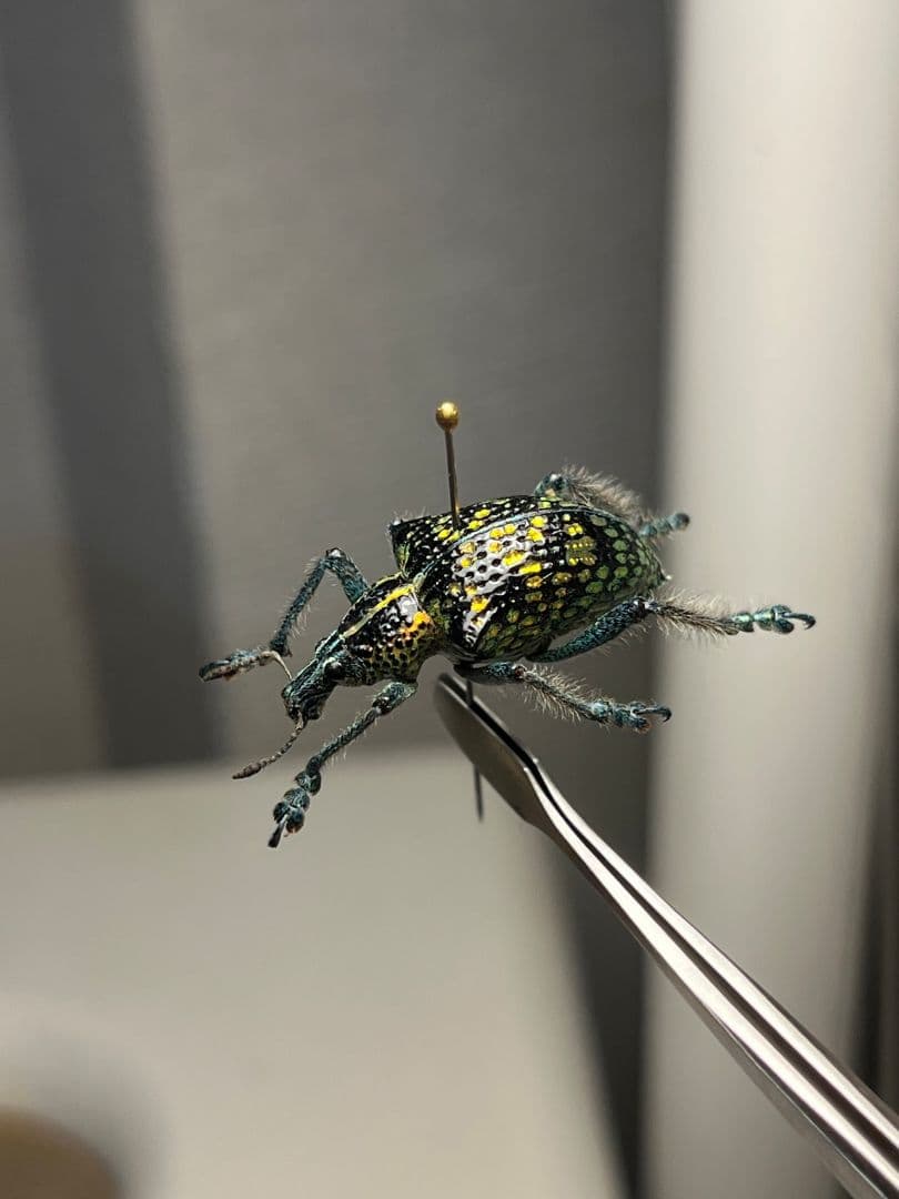 Entimus sp.ホウセキゾウムシホウセキヒメカタゾウムシ昆虫標本