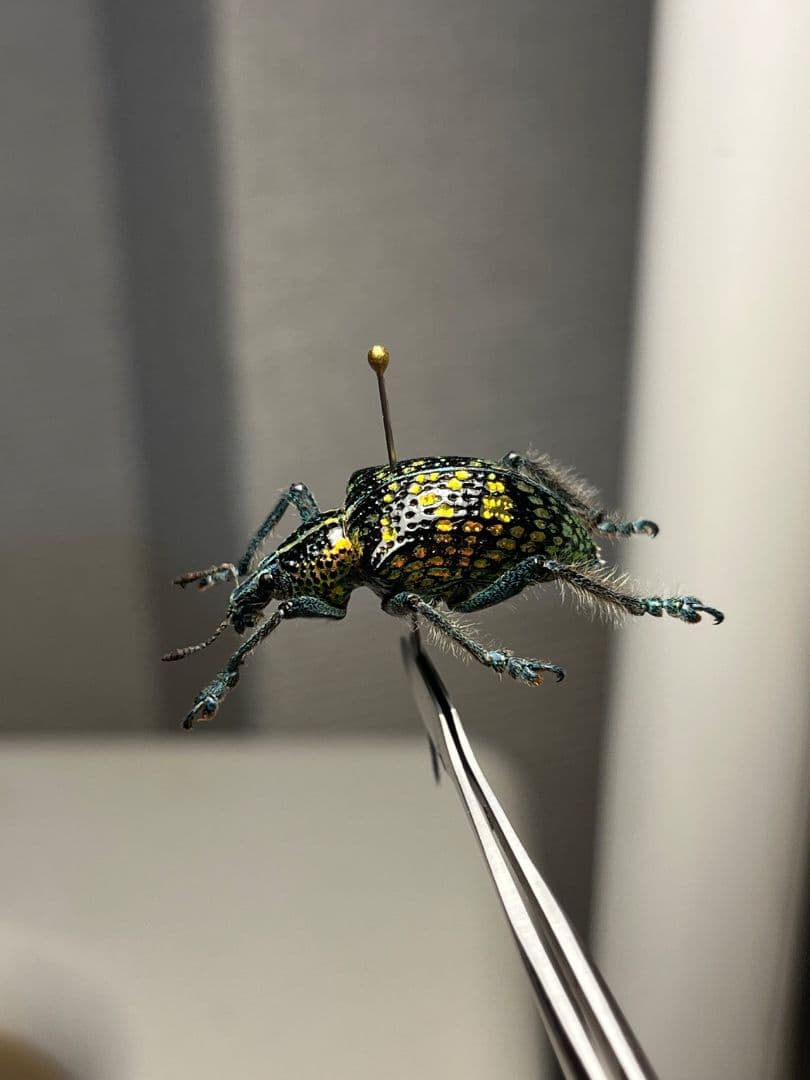 Entimus sp.ホウセキゾウムシホウセキヒメカタゾウムシ昆虫標本