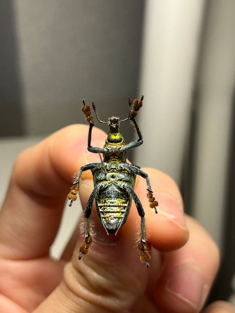 Entimus sp.ホウセキゾウムシホウセキヒメカタゾウムシ昆虫標本