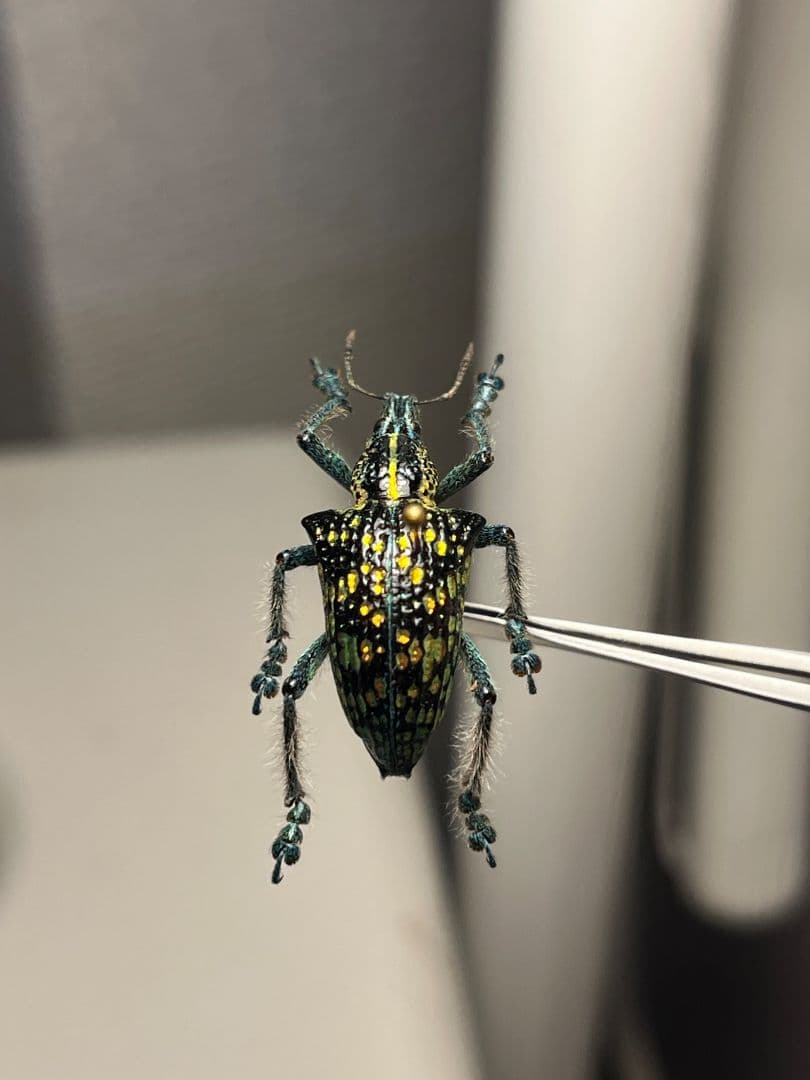 Entimus sp.ホウセキゾウムシホウセキヒメカタゾウムシ昆虫標本